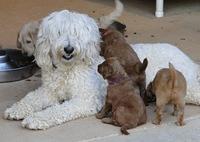 KT pups 5.5 wks old 40