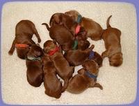 KT pups group day 3 4