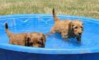 KT pups swimming 5 wks old