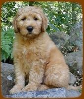 Individual puppy pictures