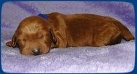 KT pups 1 wk old 5