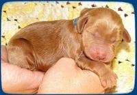 KT pups 2 days old 5