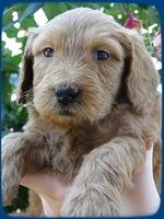 KT pups 5 wks old 4