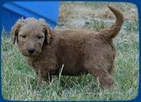 KT pups 5 wks old 40 (2)