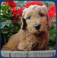 KT pups 6 wks old 23