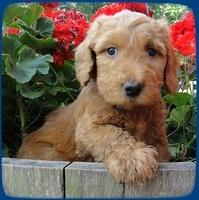 KT pups 6 wks old 24