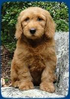 KT pups 8 wks old 46