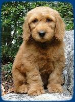 KT pups 8 wks old 47