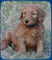 Kt pups 5.5 wks old 5