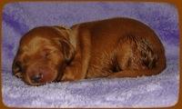 KT pups 1 wk old 8