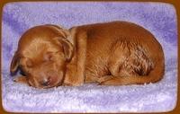 KT pups 1 wk old 9