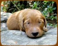 KT pups 2 wks old 42