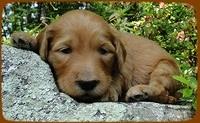 KT pups 3 wks old 20