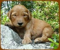 KT pups 3 wks old mage00019