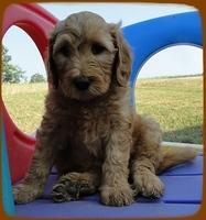 KT pups 7 wks old 31