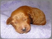 KT pups 1 wk old 26