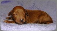 KT pups 1 wk old 27