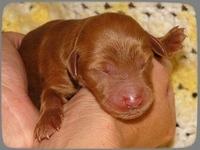 KT pups 2 days old 28