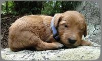 KT pups 2 wks old 7