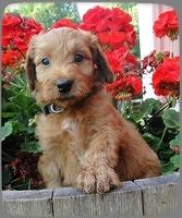 KT pups 6 wks old 1
