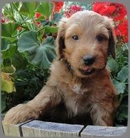 KT pups 6 wks old 40