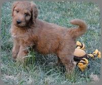 KT pups 7 wks old 45
