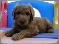 KT pups 7 wks old 7