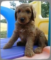 KT pups 7 wks old 8