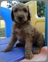 KT pups 7 wks old 9