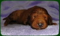 KT pups 1 wk old 29