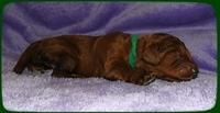 KT pups 1 wk old 31