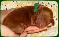 KT pups 2 days 21