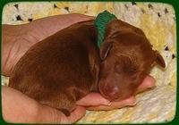 KT pups 2 days old 20