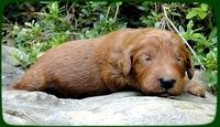 KT pups 2 wks old 14