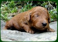 KT pups 2 wks old 15