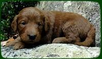 KT pups 3 wks old Image00051