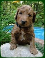 KT pups 4 wks old 21