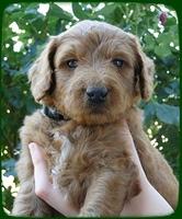 KT pups 5 wks old 26
