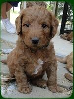 KT pups 5 wks old 46