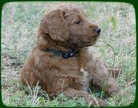 KT pups 5.5 wks old 22