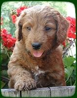 KT pups 6 wks old 43