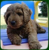 KT pups 7 wks old 1