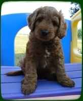 KT pups 7 wks old 2