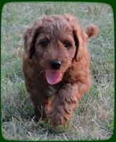 KT pups 7 wks old 56