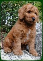 KT pups 8 wks old 6