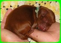 KT pups 2 days old 25