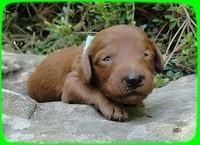 KT pups 2 wks old 25