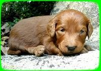 KT pups 3 wks old Image00069