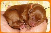 KT pups 2 days old 11
