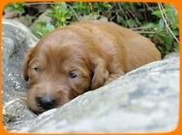 KT pups 2 wks old 24